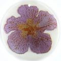 Metallic Purple "Gumamela" Flower Design Round Makabibi