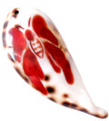 Tiger Cowrie Natural Elongated wholesale