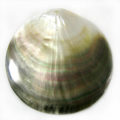 Blacklip shell 90mm round