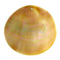 Brownlip shell round 46mm plain