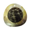 Blacklip shell 40mm round embossed