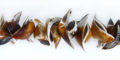 Brown kaccols sea shell
