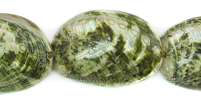 Abalone shell green