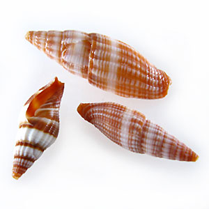 Plecarium stripe shell wholesale