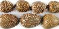 Bettle Nut Palm Seed 13-21mm