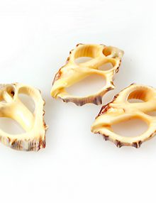 Drupa shell Skeleton slice Orange