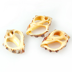 Drupa shell Skeleton slice Orange