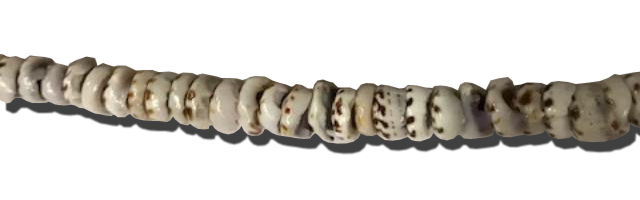 Puka shell tiger size 9-11mm