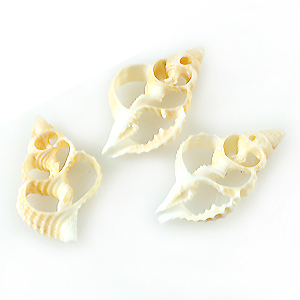 Cantharus shells skeleton slices