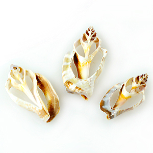Urcious shells Skeleton slices