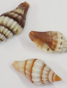 Plecarium stripe shell