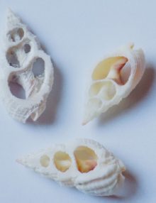 Wholesale Natural Skeleton shells